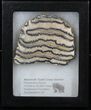 Mammoth Molar Slice - South Carolina #40968-1